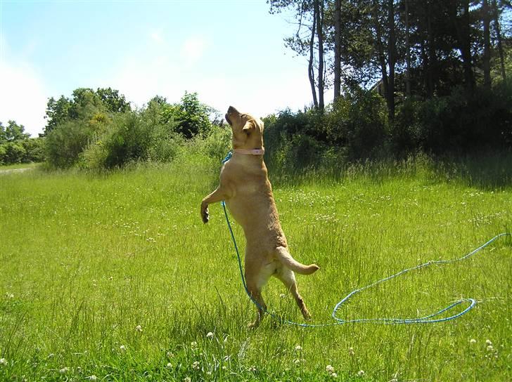 Labrador retriever molly R.I.P billede 14