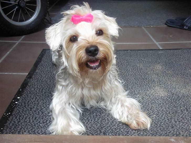 Yorkshire terrier *-Beatrice-* billede 7