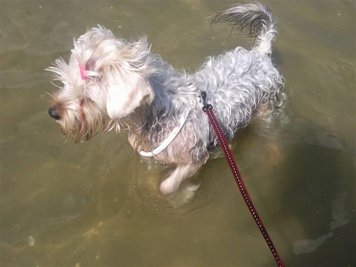 Yorkshire terrier *-Beatrice-* - Ved stranden :) billede 12