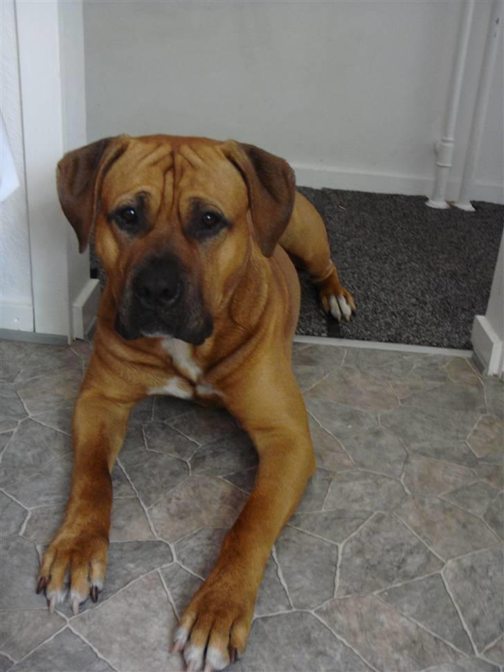 Blanding af racer Amstaff/presa Samson billede 10