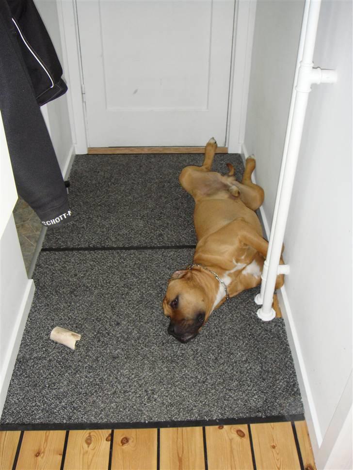 Blanding af racer Amstaff/presa Samson - Tager da lige en slapper :) billede 11