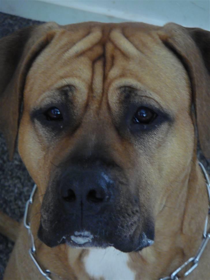 Blanding af racer Amstaff/presa Samson billede 12