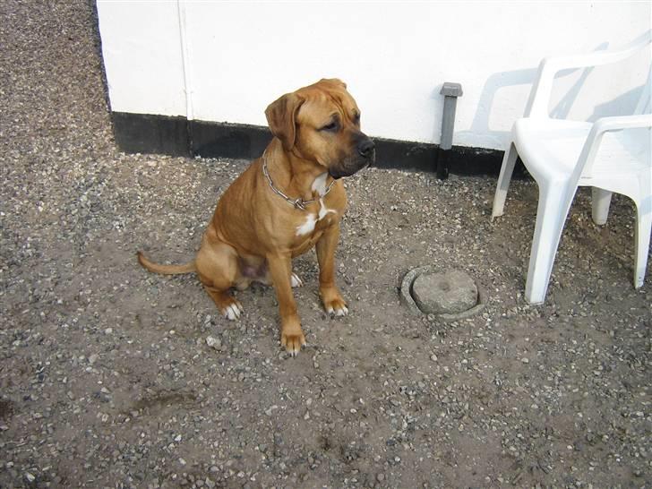 Blanding af racer Amstaff/presa Samson billede 13