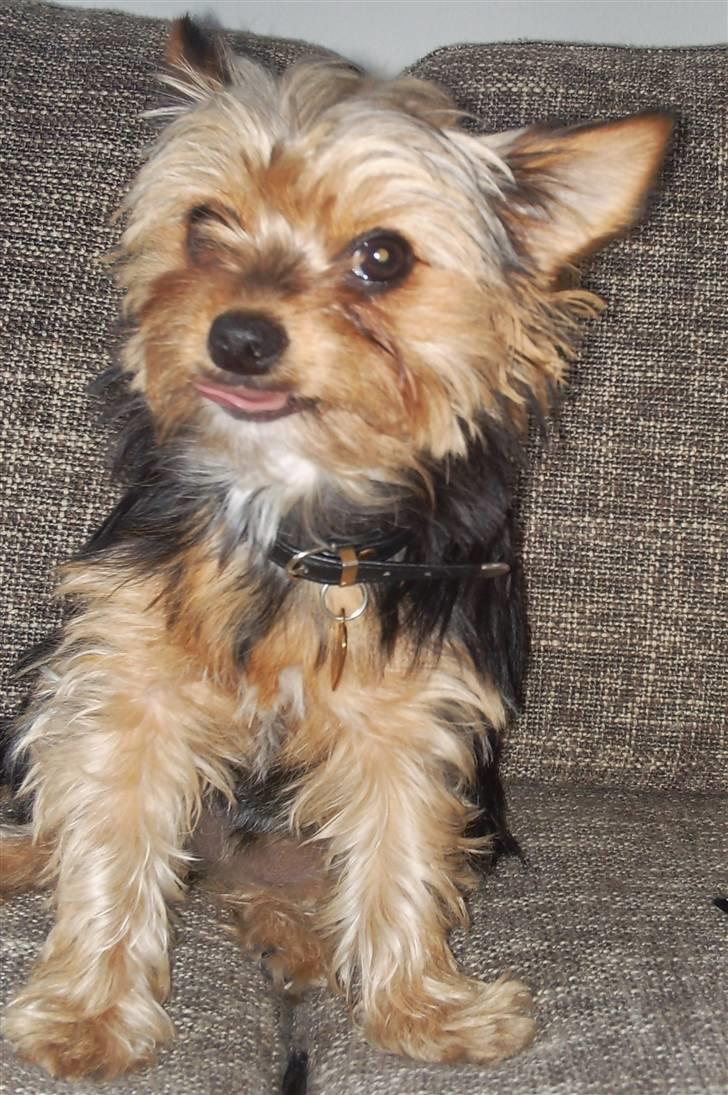 Yorkshire terrier cookie - Mors darling fylder snart 1 år billede 11