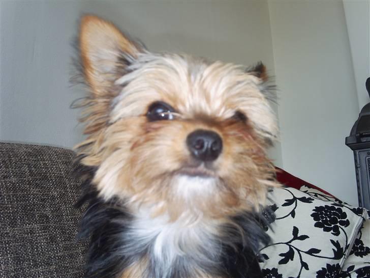 Yorkshire terrier cookie billede 12