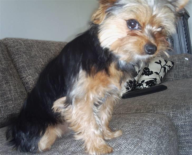 Yorkshire terrier cookie billede 14