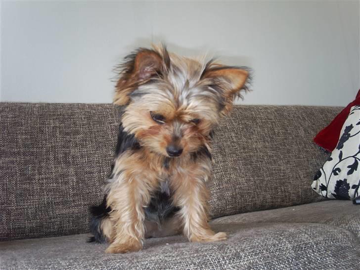 Yorkshire terrier cookie billede 15