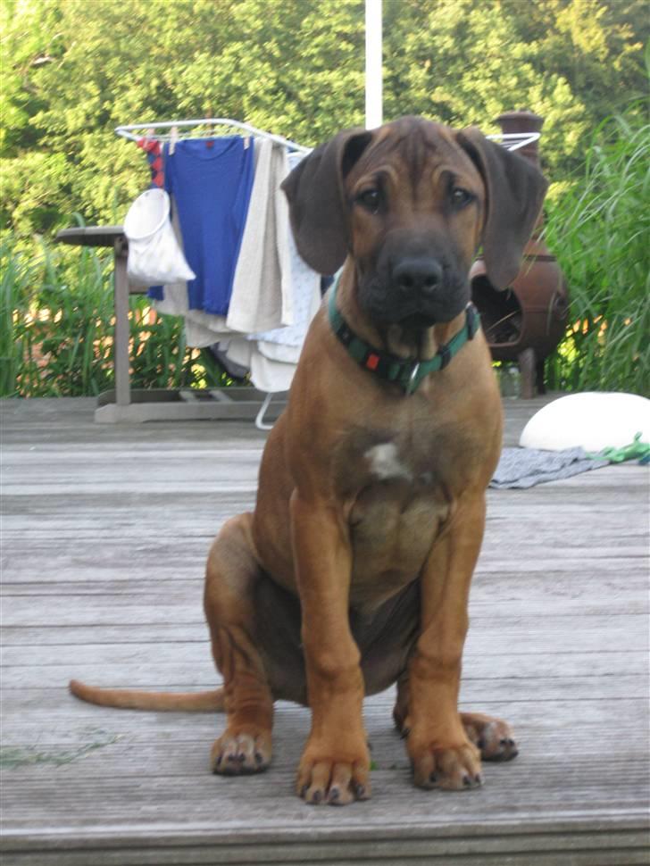 Rhodesian ridgeback Zazu Tigereye  - Se hvor smuk han bliver! billede 12