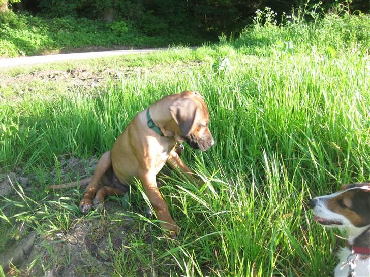 Rhodesian ridgeback Zazu Tigereye  - Ude at gå tur :-D billede 14