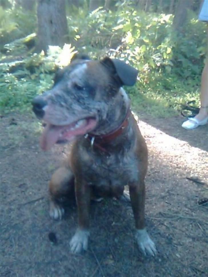 Amerikansk staffordshire terrier ~Alina~ *Himmelhund* billede 18