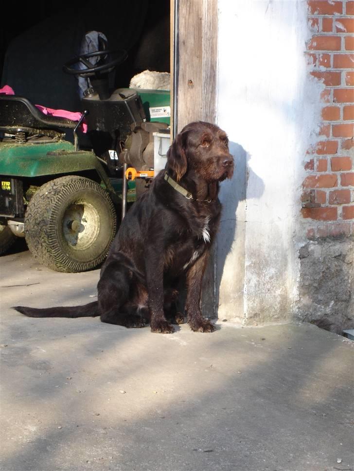 Blanding af racer König billede 16