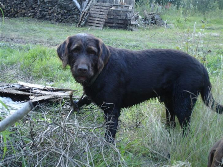 Blanding af racer König billede 17