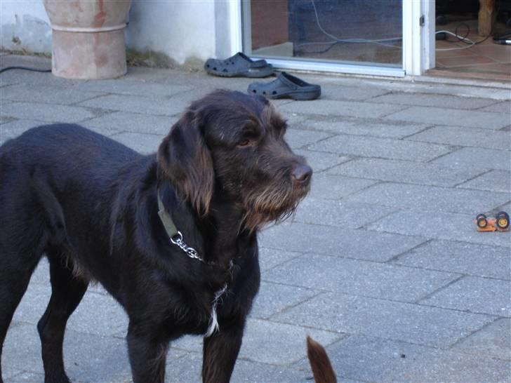 Blanding af racer König billede 18