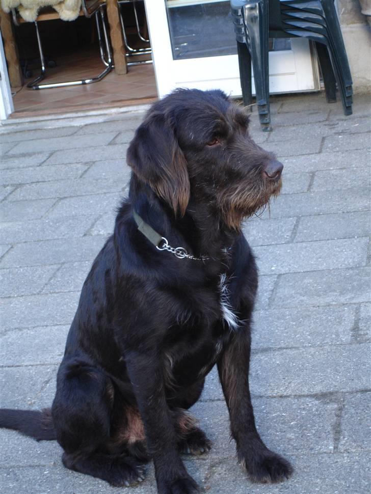 Blanding af racer König billede 19