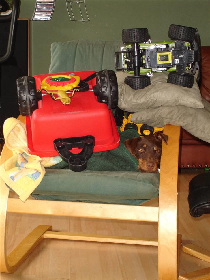 Tysk jagtterrier Donna - Donna finder sig i meget fra børnenes side :) Hun kunne sagtens komme fri, hun hoppede ned lige efter jeg havde taget billedet ;) billede 14