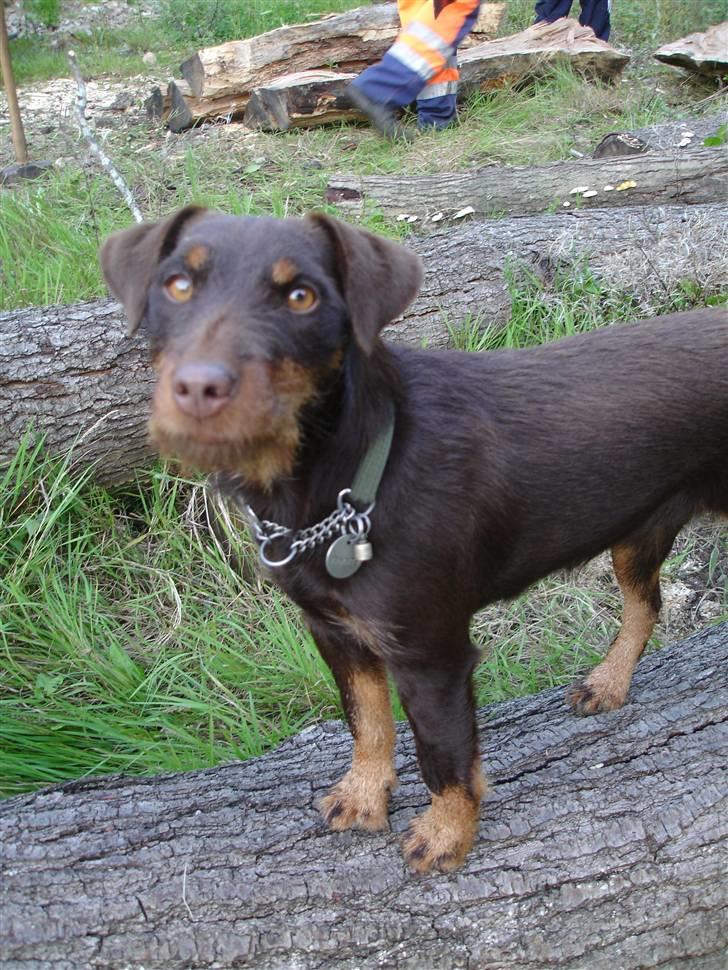 Tysk jagtterrier Donna billede 15