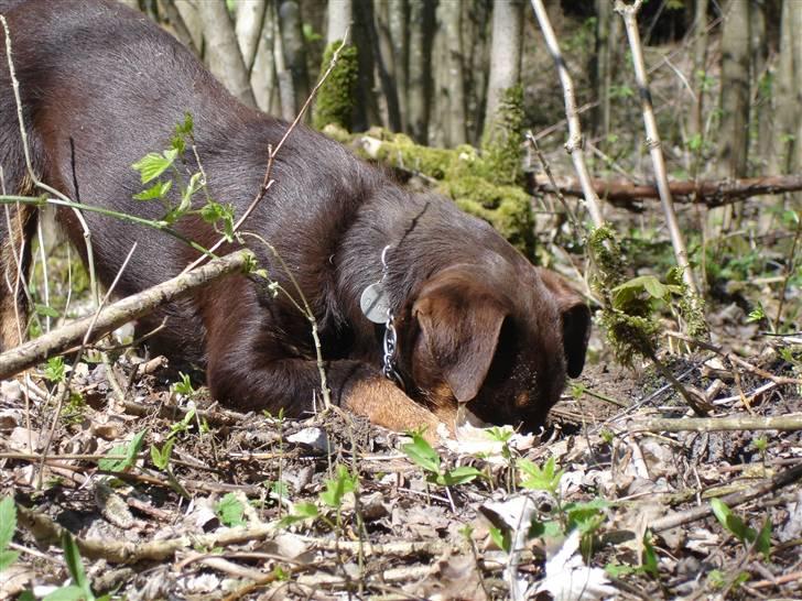 Tysk jagtterrier Donna - Er der mon en mus i dette hul ? billede 16