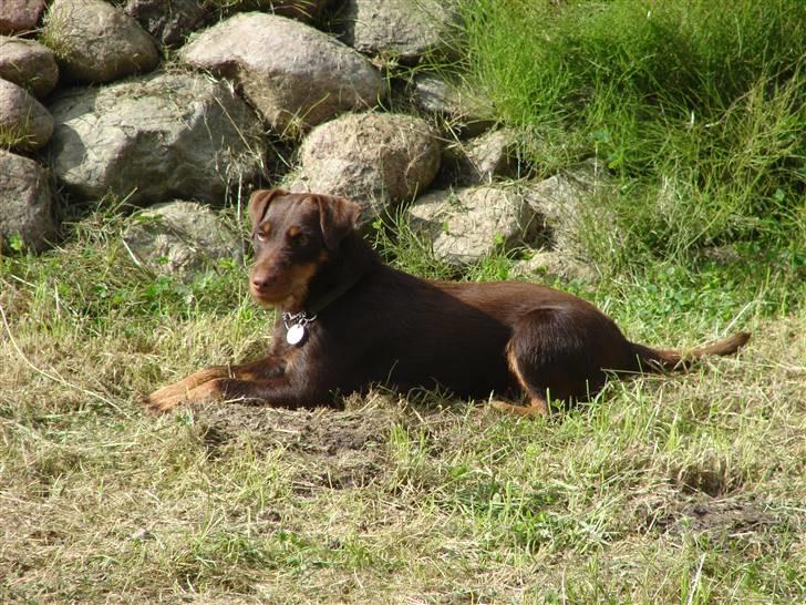 Tysk jagtterrier Donna billede 17