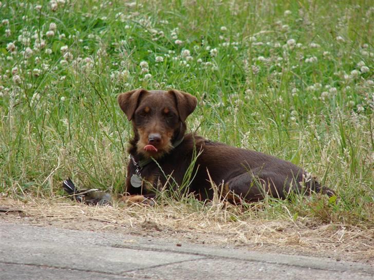 Tysk jagtterrier Donna billede 18