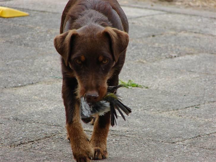 Tysk jagtterrier Donna - Donna har lige nedlagt en fugl billede 19