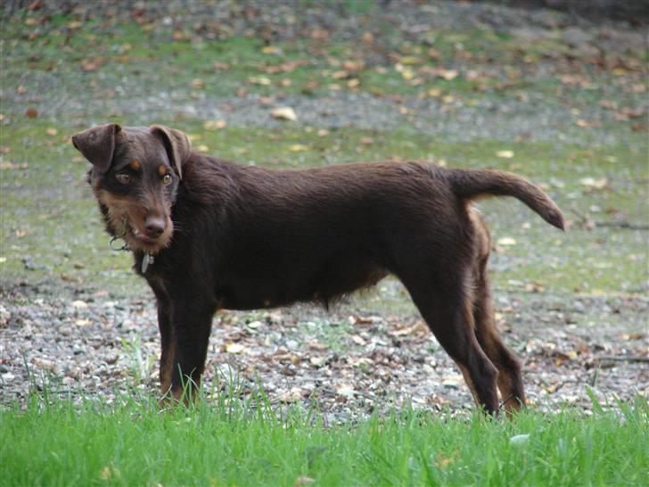 Tysk jagtterrier Donna - Donna opretholder en god mundhygiejne, gnaver i en lille bitte pind :) billede 20