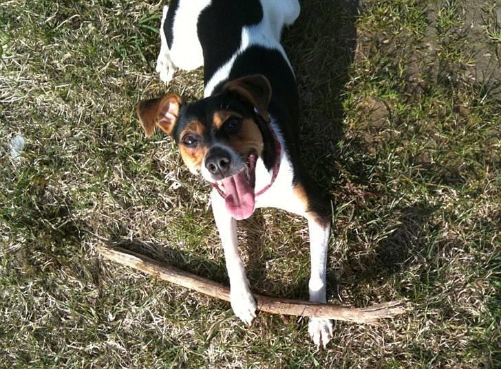 Dansk svensk gaardhund Pixel  <3 - 13 April 2010 billede 13