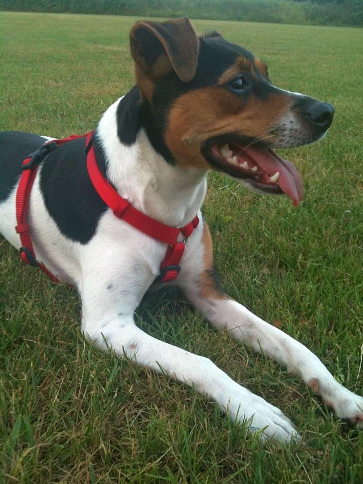 Dansk svensk gaardhund Pixel  <3 - 16 Juli 2010 billede 14