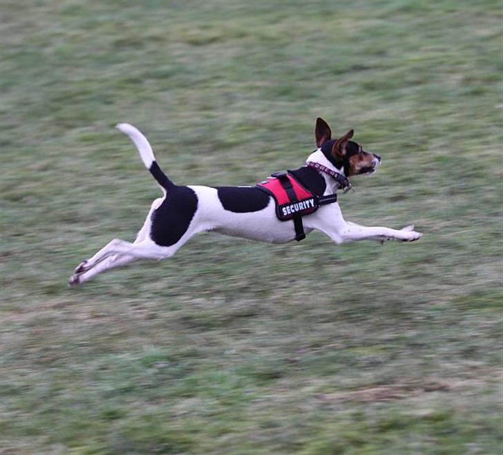 Dansk svensk gaardhund Pixel  <3 - Im flyyyyyiiiiing (30 december 2009) billede 15