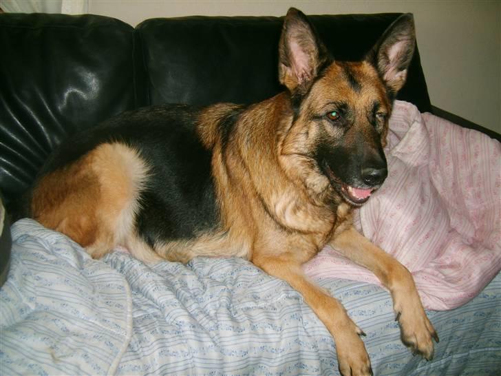 Schæferhund Slottet's Version Of Life - ja , jeg har mistet mit ene øje , og jeg er ikke påvirket af det , og jeg træner stadig uden at være berørt af det.. billede 18