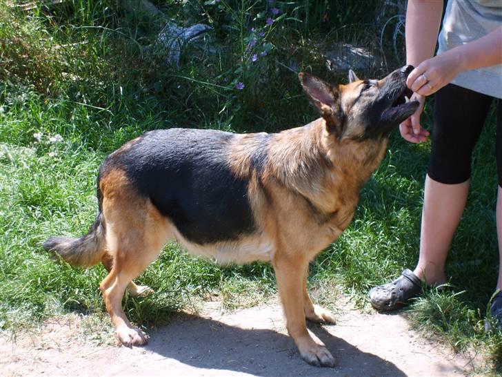 Schæferhund Slottet's Version Of Life - Her er min mave begyndt at blive stor , jeg er nu meget større og føder indenfor få dage billede 19