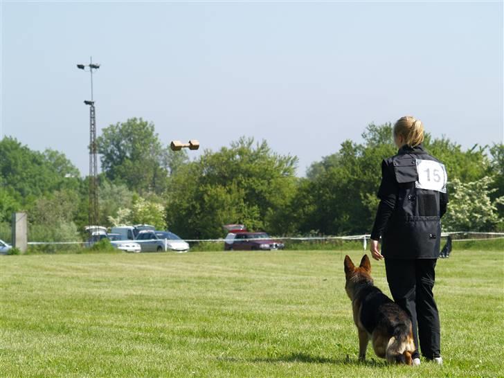 Schæferhund Slottet's Version Of Life - apporterings øvelse , min yndlings øvelse ... billede 20