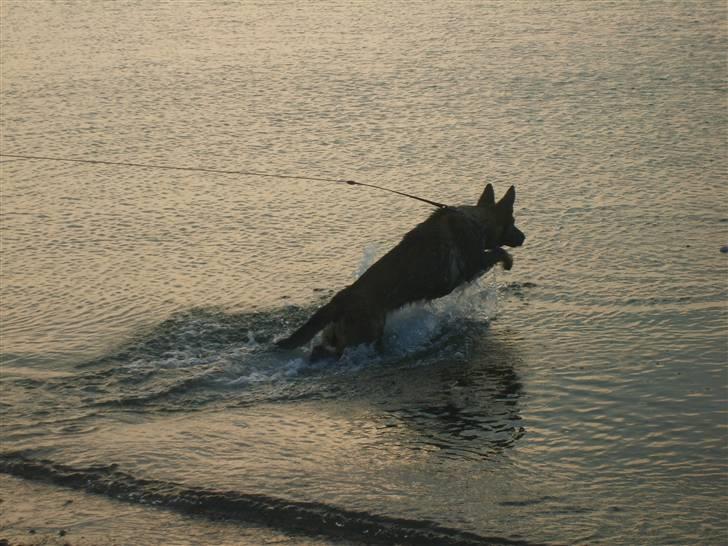 Schæferhund Amager's Fnuggi - total vandhund.. billede 10