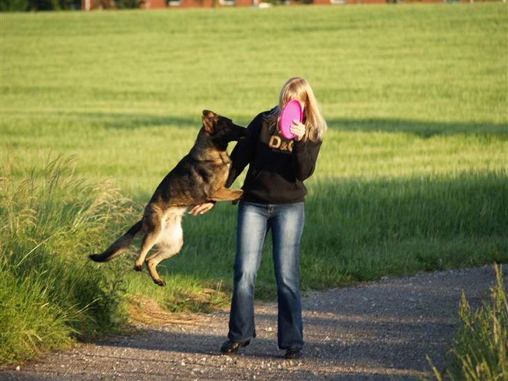 Schæferhund Amager's Fnuggi - Hit med min frisbee, nuuu ... billede 11