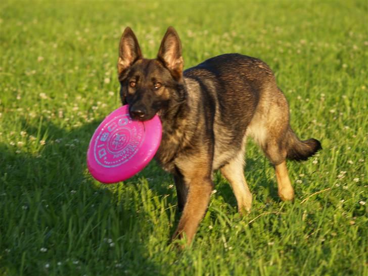 Schæferhund Amager's Fnuggi - Fnuggi med sit yndlings legetøj... billede 12