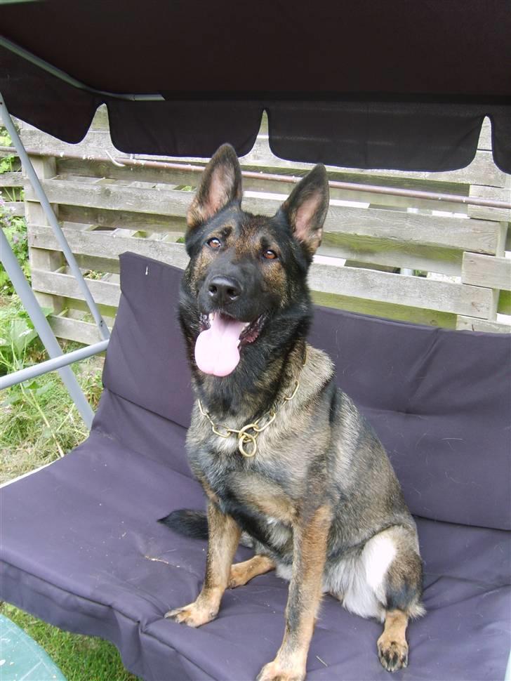 Schæferhund Amager's Fnuggi - Fnuggi elsker at være i hængesofaen når vi er i haven.. billede 13