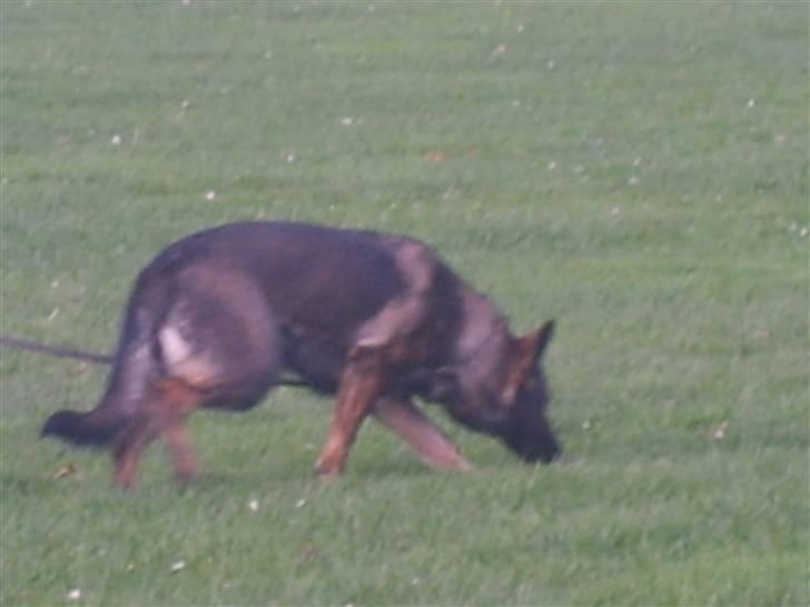 Schæferhund Amager's Fnuggi - Fnuggi på sporet .. billede 14