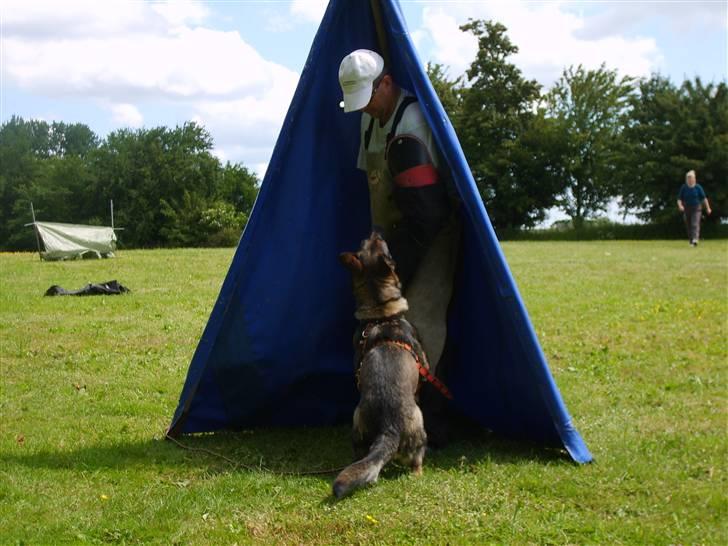 Schæferhund Amager's Fnuggi - Fnuggi bevogter .. billede 15