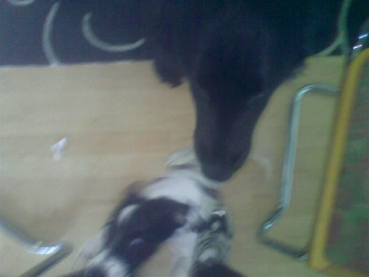 Dansk svensk gaardhund Freya - Bamse og Freya leger ;o) *NYT* billede 6