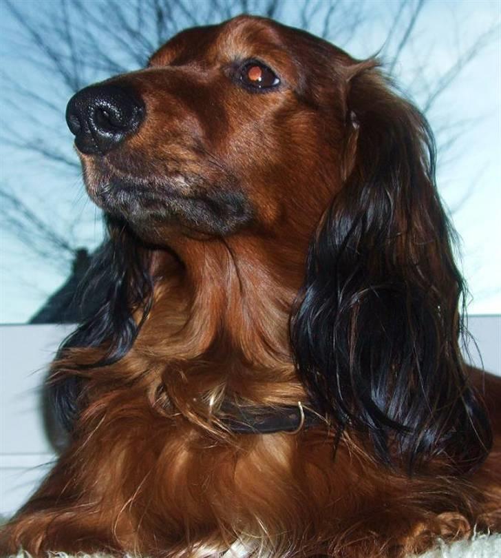 Dværggravhund Tipper billede 6