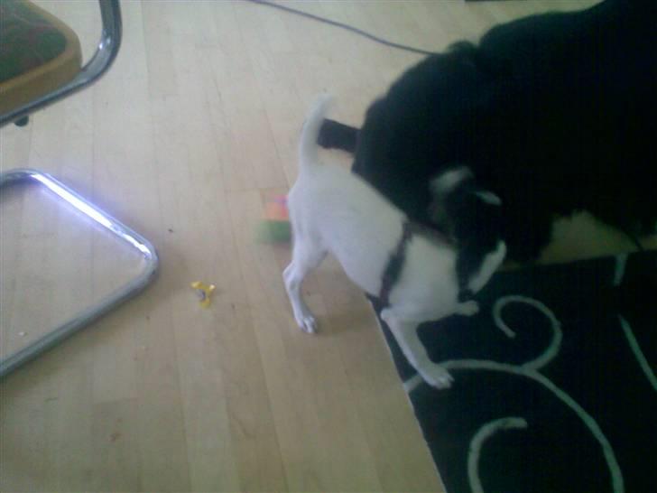 Dansk svensk gaardhund Freya - Og igen.. *NYT* billede 7