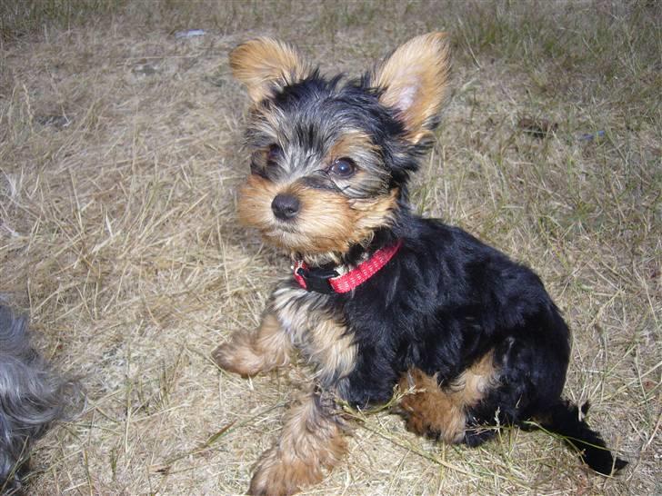 Yorkshire terrier Freja - Freja billede 1