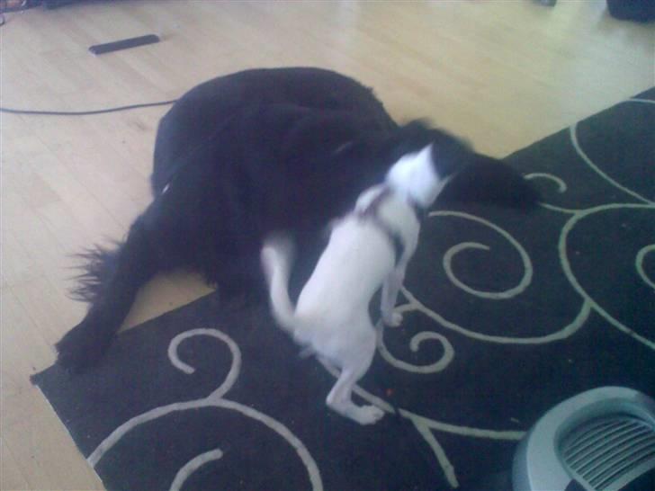 Dansk svensk gaardhund Freya - Og han skal spises, he he *NYT* billede 8