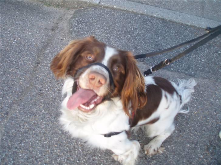 Field Trial spaniel Aksel - Her er vi ude at gå tur. billede 11