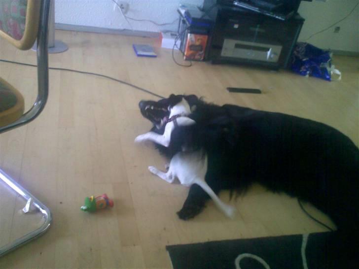 Dansk svensk gaardhund Freya - Kærlighed ;o) Er kærligt øjeblik midt i legen, he he :o) *NYT* billede 10