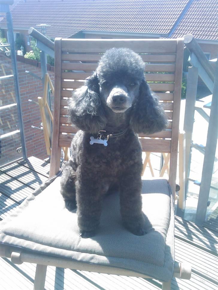 Dværgpuddel Balloo - Balloo skal klippes til en eleveksamen i terrierklip - det her er trin 1 på vejen :) billede 10