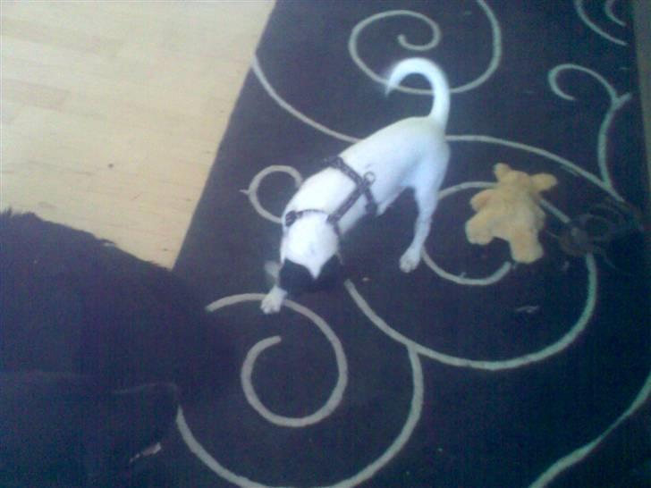 Dansk svensk gaardhund Freya - Uhh, det kløer... *NYT* billede 11