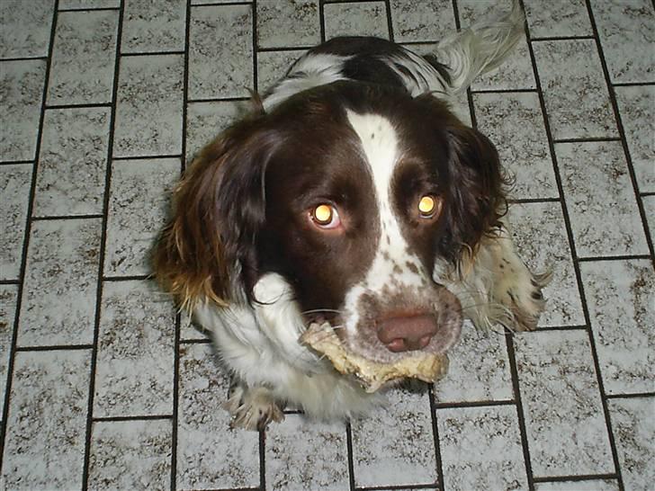 Field Trial spaniel Aksel - Med ben i munden :) billede 12