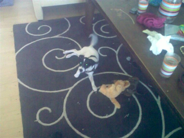 Dansk svensk gaardhund Freya - Mor, hvad laver du?? *NYT* billede 12