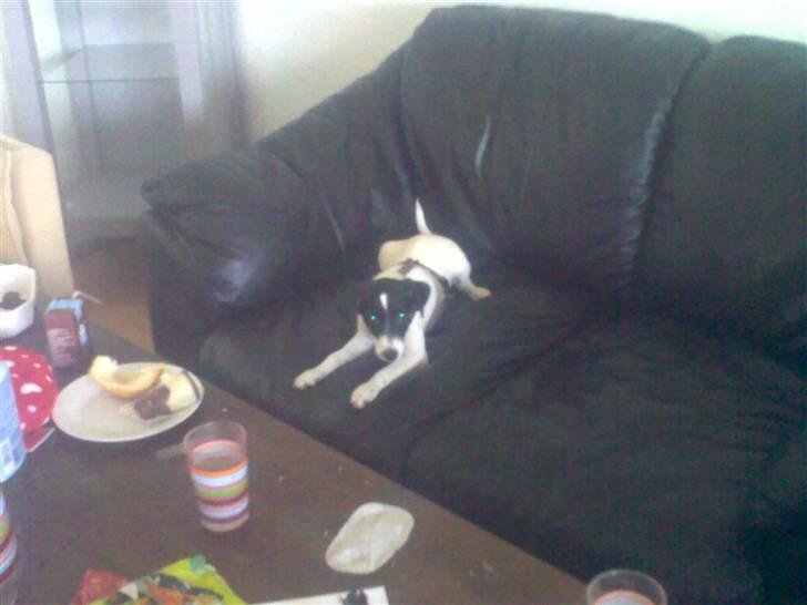 Dansk svensk gaardhund Freya - Slapper lige lidt af i sofaen, efter at have leget med Bamse ;o) *NYT* billede 13