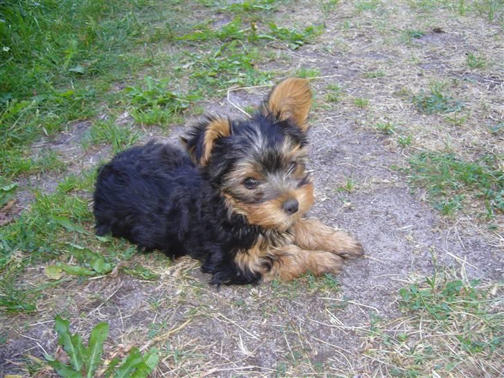 Yorkshire terrier Freja - Freja billede 5